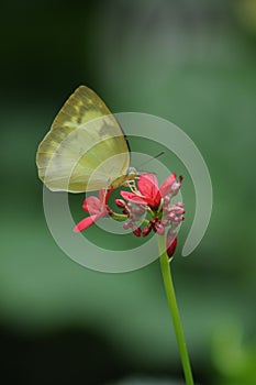 Small yellow butterfly with red flower