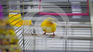 A small yellow canary is sitting in a cage close-up