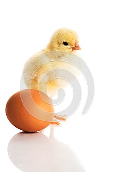 Small yellow chick with egg.