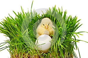 Small yellow chicken behind white egg in green grass