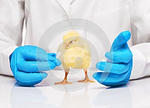 Small yellow chicken getting pill from veterinarians hand