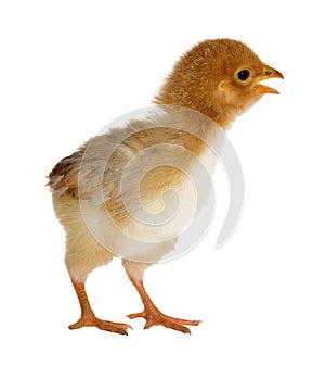 Small yellow chicken isolated on white