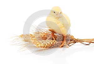 Small yellow chicken standing on bunch of wheat