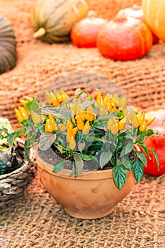 Small yellow chili peppers in a clay pot. Hot jalapeno peppers, vertical still life. Harvest Festival