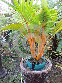 Small yellow coconut tree plants that are dwarfed are suitable for decorating the front and back of the house