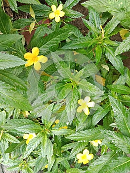 Small yellow colour flowers in green plants with green leafs closeup Indian flowers wall.