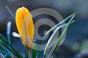 Small yellow crocus flower in drops of water