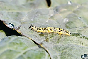 Small yellow cutworm