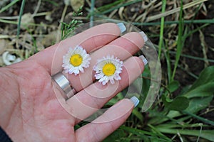 Yellow daisy on hand