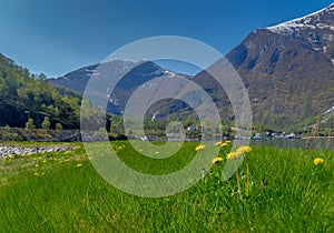 A small yellow dandelion field with background of Flam village