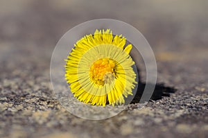 Small yellow dandelion flower close-up. Macro