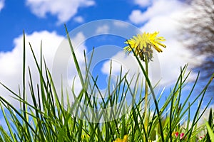 Small yellow dandelion swaying in the wind among the green grass