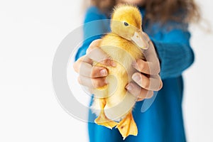 small yellow duckling in children's hands in blue dress on white background