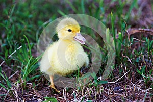 A small yellow duckling on the ground in a garden among the grass_