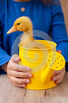 small yellow duckling in metal watering can in children& x27;s hands on blue background, selective focus