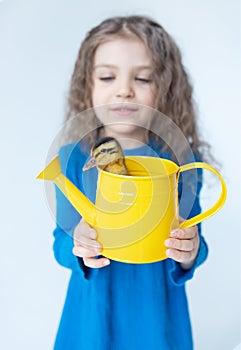 small yellow duckling in metal watering can in girl's hands, blue dress on white background, selective focus