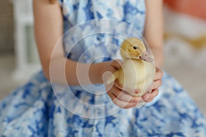 A small yellow duckling is sitting in the arms of a girl on a bl