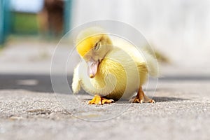 A small yellow duckling is sleeping sitting on the farm yard in sunny weather