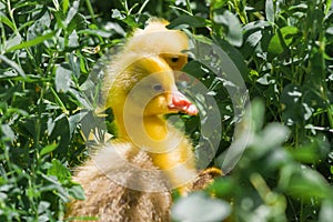 Small ducks on the background of green grass