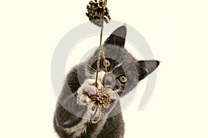 A small yellow-eyed gray kitten with white paws plays with garlands of pine cones on a white background