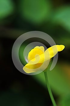 Small Yellow flower (Arachis duranensis)
