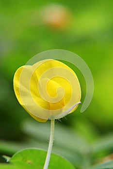 Small Yellow flower (Arachis duranensis)