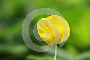 Small Yellow flower (Arachis duranensis)