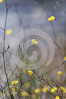 Small yellow flower of the Australian native herb Goodenia dimorpha, family Goodeniaceae. Endemic to Sydney wet heath and swamp photo