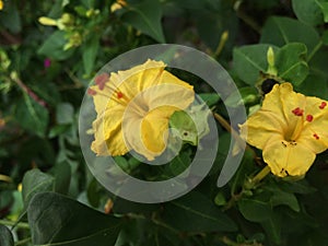 small yellow flower, Beauty of Sri lanka