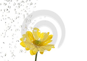 Small yellow flower being irrigate