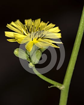 Small yellow flower close up