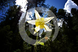 Small yellow flower in the forest.