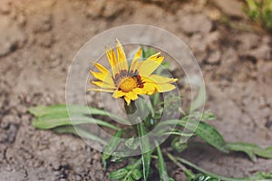 Small yellow flower in the garden photo