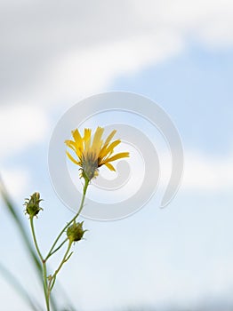 Small yellow flower Hawkweed Hieracium