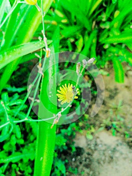 A small yellow flower at landscape ate corniche