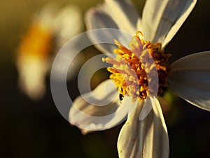 Small yellow flower