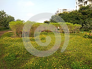 Small yellow flower plants turf