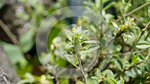 small yellow flower of Stylosanthes viscosa also known as Poormans friend, Viscid pencil