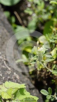 small yellow flower of Stylosanthes viscosa also known as Poormans friend, Viscid pencil