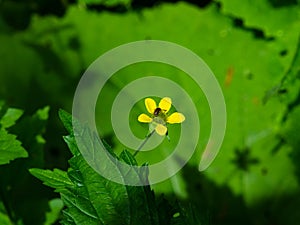 Small yellow flower of wood avens or geum urbanum with bug close-up, selective focus, shallow DOF