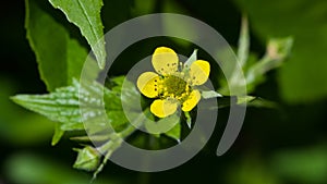 Small yellow flower of wood avens or geum urbanum close-up, selective focus, shallow DOF