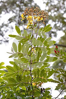 Small Yellow Flowering Plant