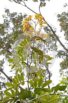 Small Yellow Flowering Plant