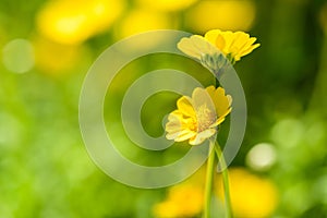 Small yellow flowers