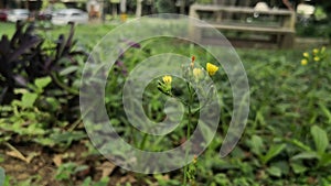 Small yellow flowers balancing with the wind in a green park.