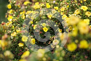 Small yellow flowers blooming froma small decorative garden bush photo