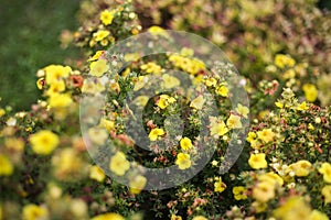 Small yellow flowers blooming froma small decorative garden bush photo