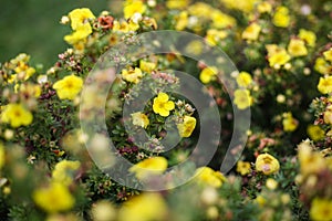 Small yellow flowers blooming froma small decorative garden bush