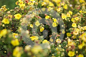 Small yellow flowers blooming froma small decorative garden bush