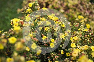 Small yellow flowers blooming froma small decorative garden bush